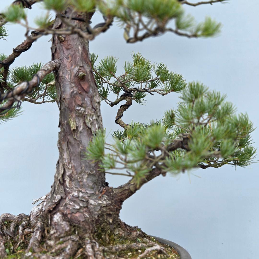 五葉松　[双幹模様木]　大品盆栽