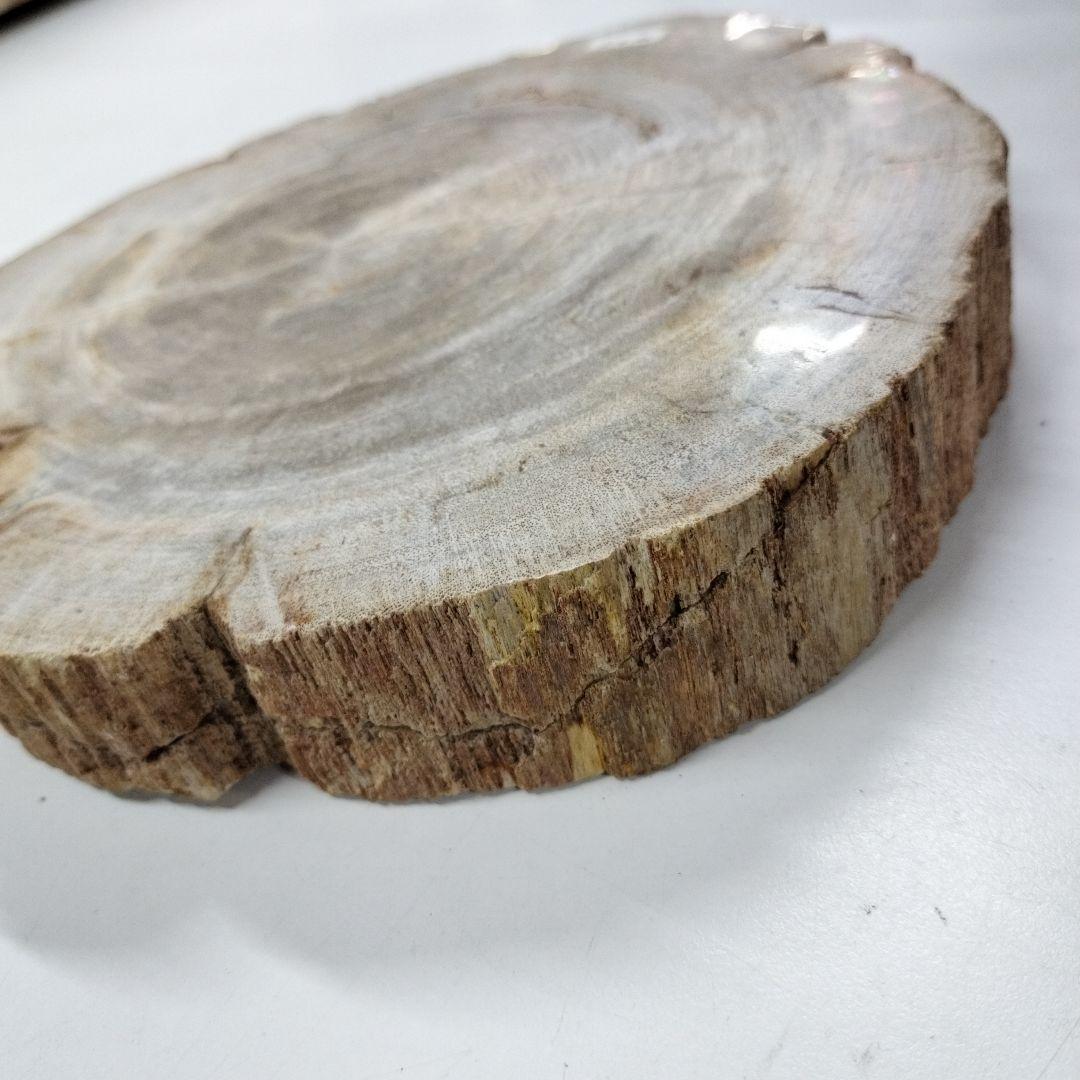 ペトリファイドウッド　プレート　 約2.5cm　⑤