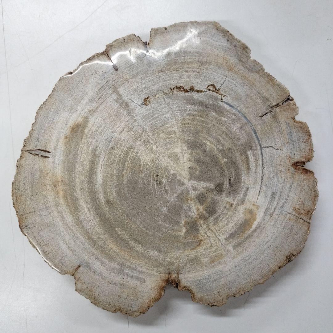 ペトリファイドウッド　プレート　 約2.5cm　⑤