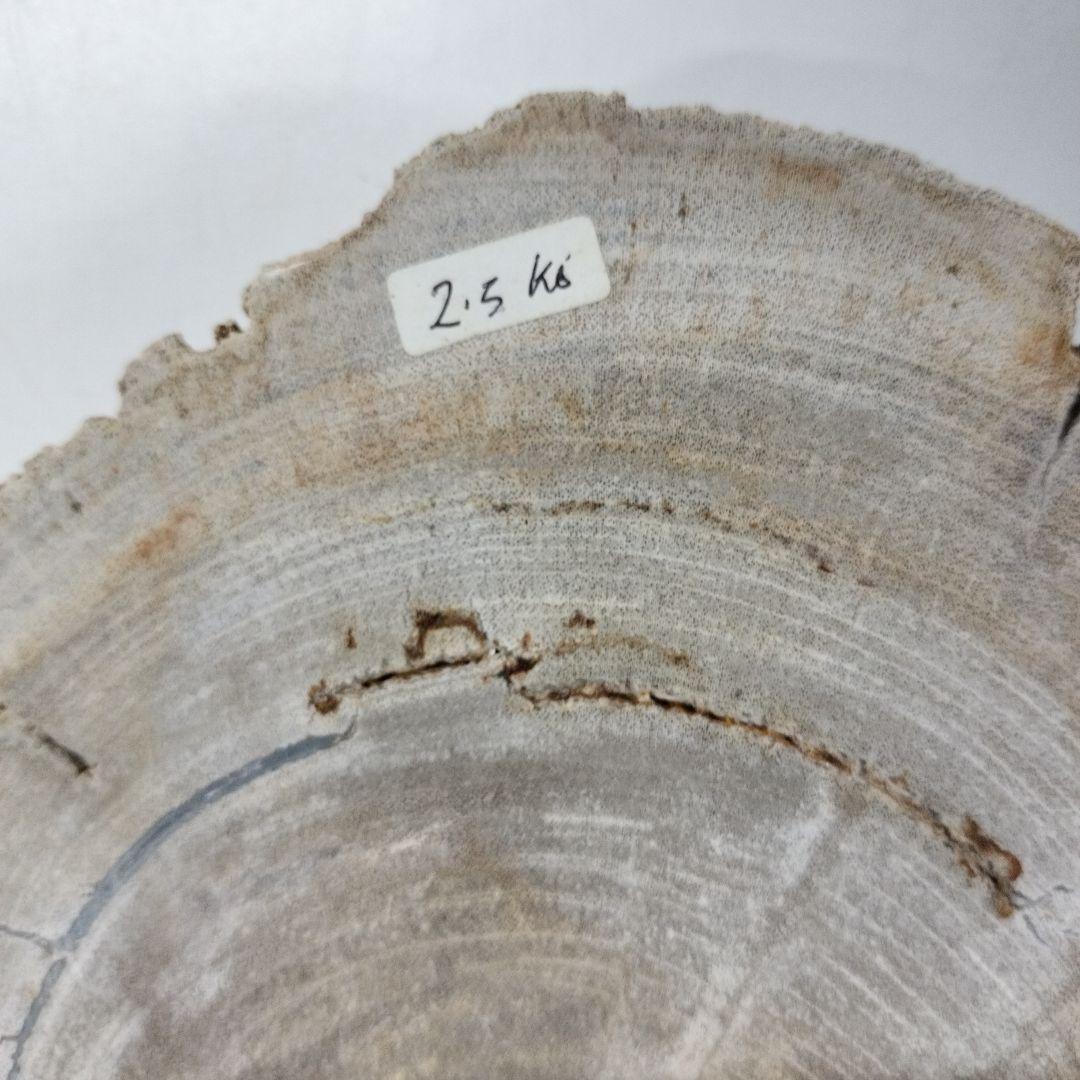 ペトリファイドウッド　プレート　 約2.5cm　⑤