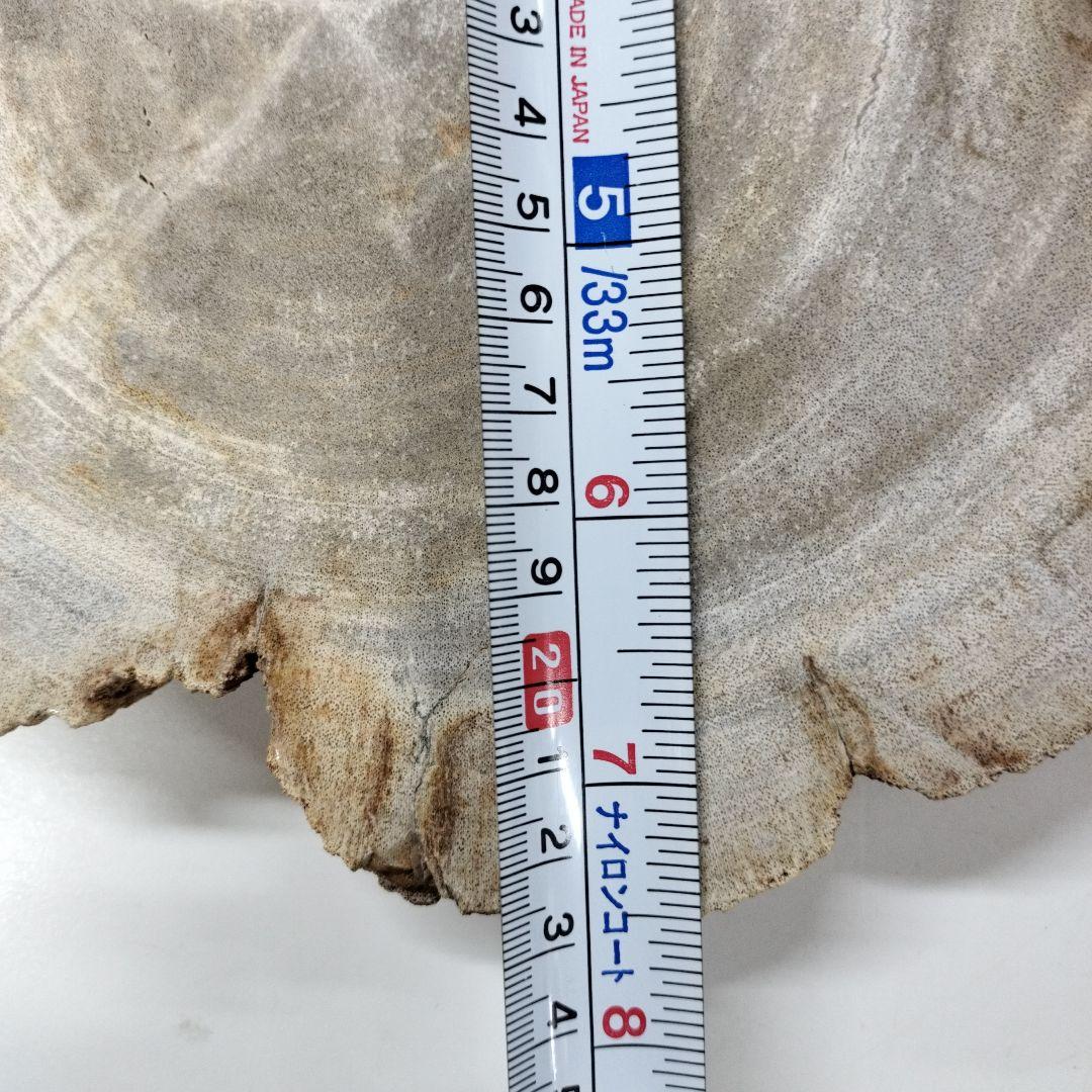 ペトリファイドウッド　プレート　 約2.5cm　⑤