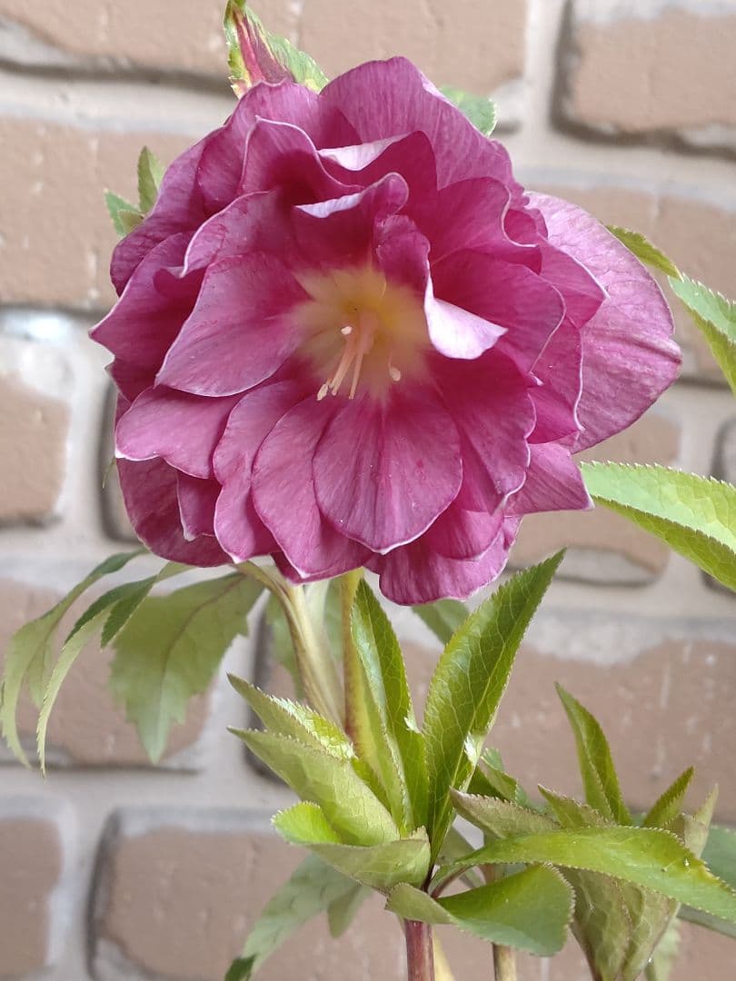 広瀬園芸✨ピンク✨ダブル♥クリスマスローズ