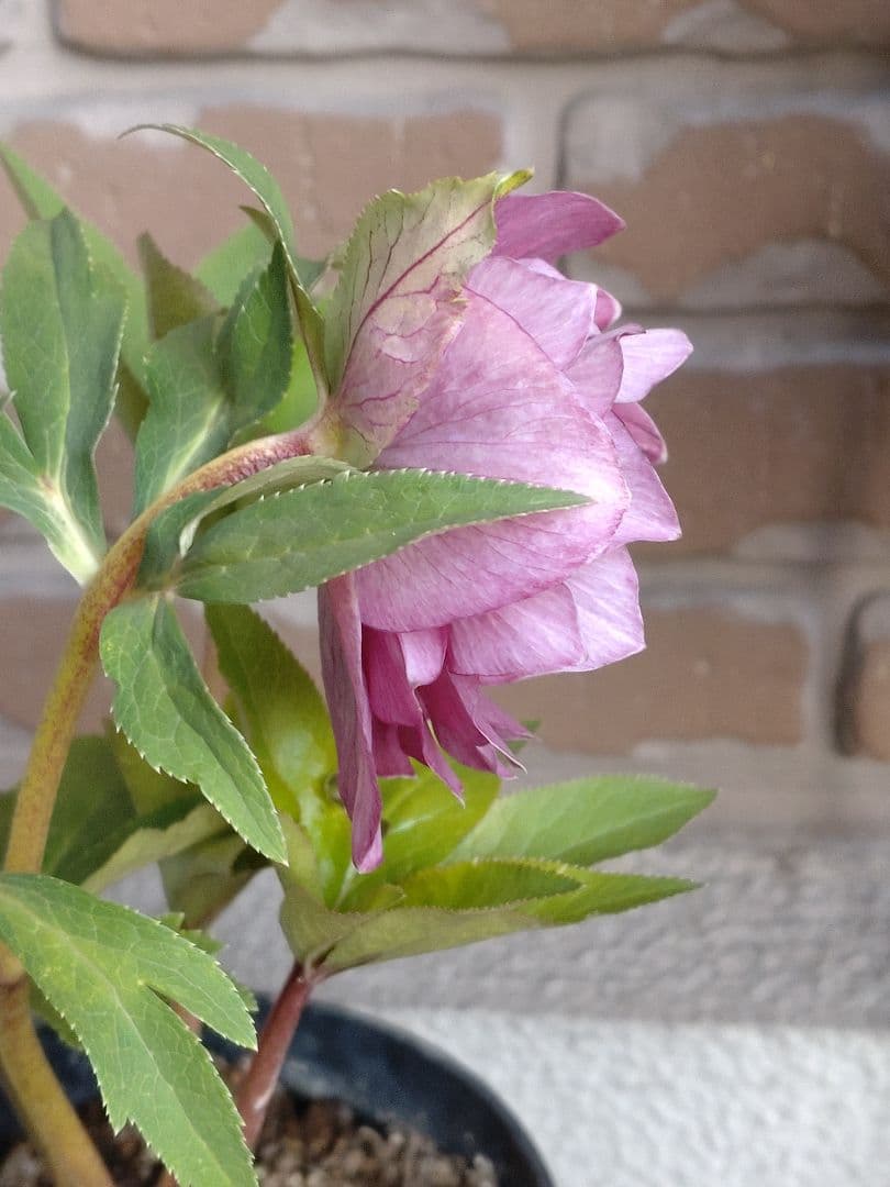 広瀬園芸✨ピンク✨ダブル♥クリスマスローズ