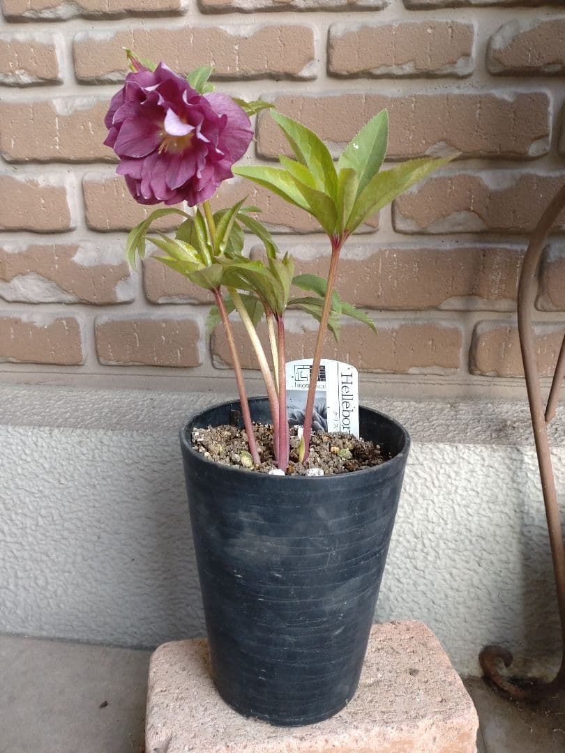 広瀬園芸✨ピンク✨ダブル♥クリスマスローズ