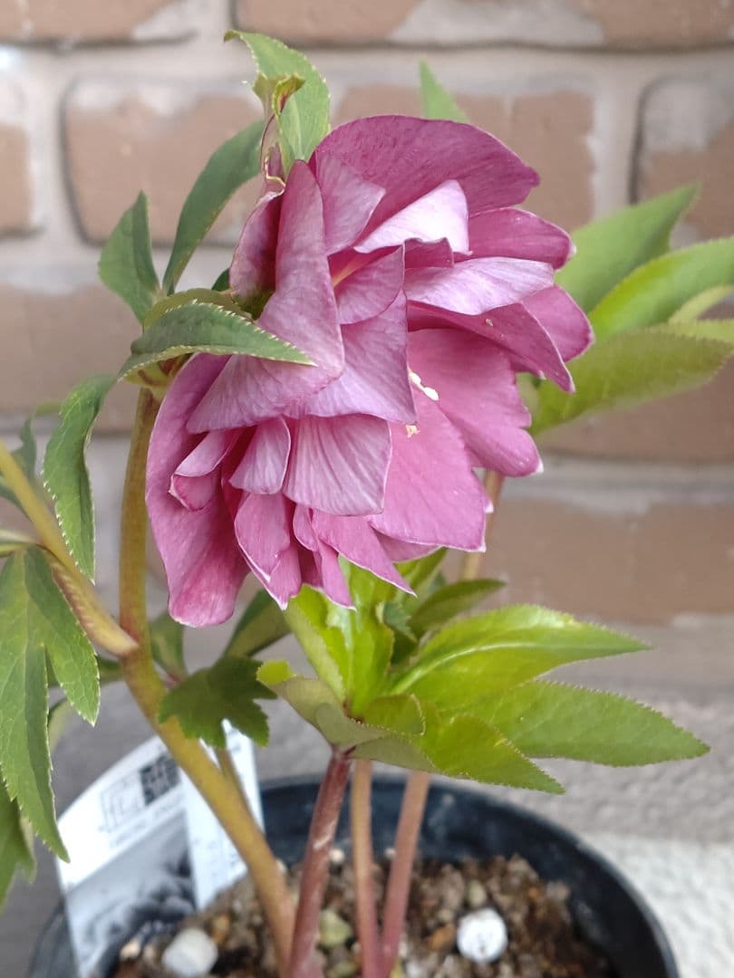 広瀬園芸✨ピンク✨ダブル♥クリスマスローズ