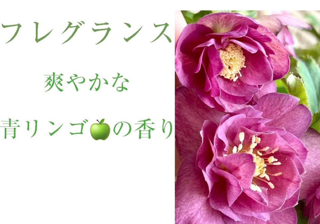 クリスマスローズ苗⭐️159 ダブル咲 フレグランス
