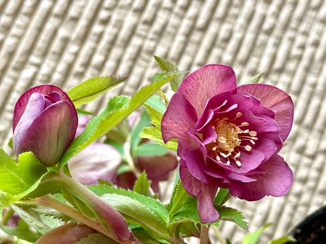 クリスマスローズ苗⭐️159 ダブル咲 フレグランス