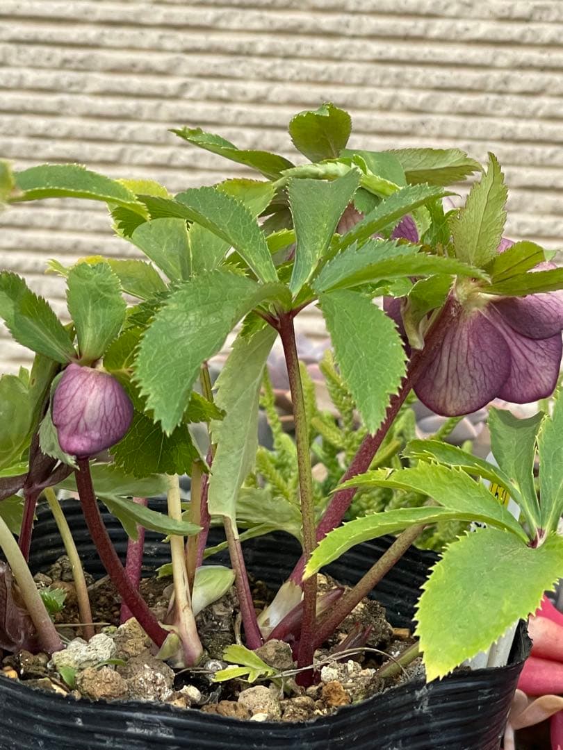 クリスマスローズ苗⭐️159 ダブル咲 フレグランス