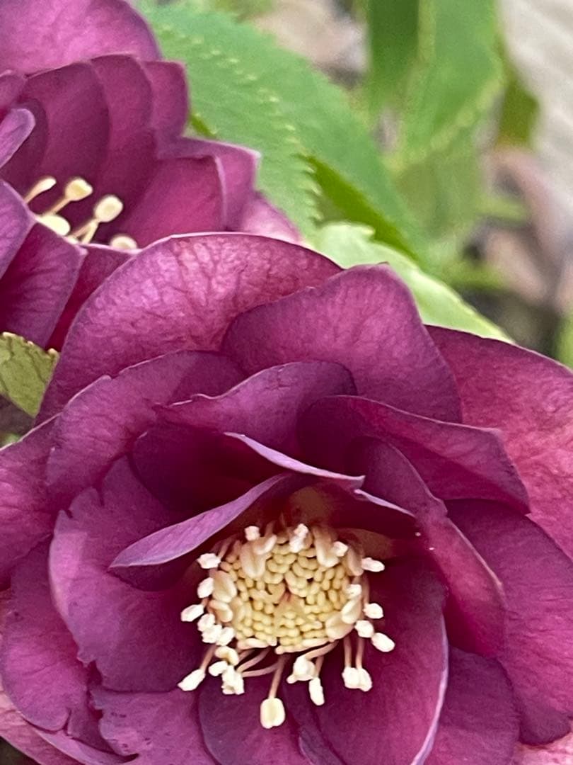 クリスマスローズ苗⭐️159 ダブル咲 フレグランス