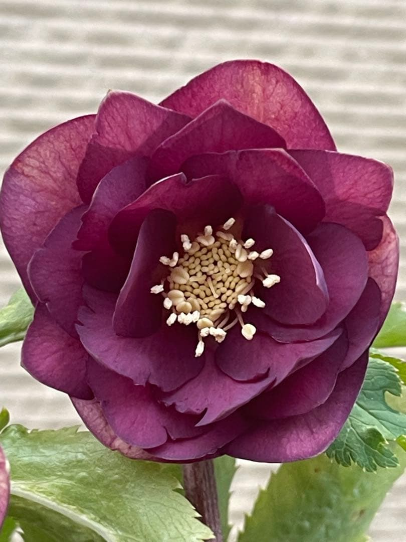 クリスマスローズ苗⭐️159 ダブル咲 フレグランス