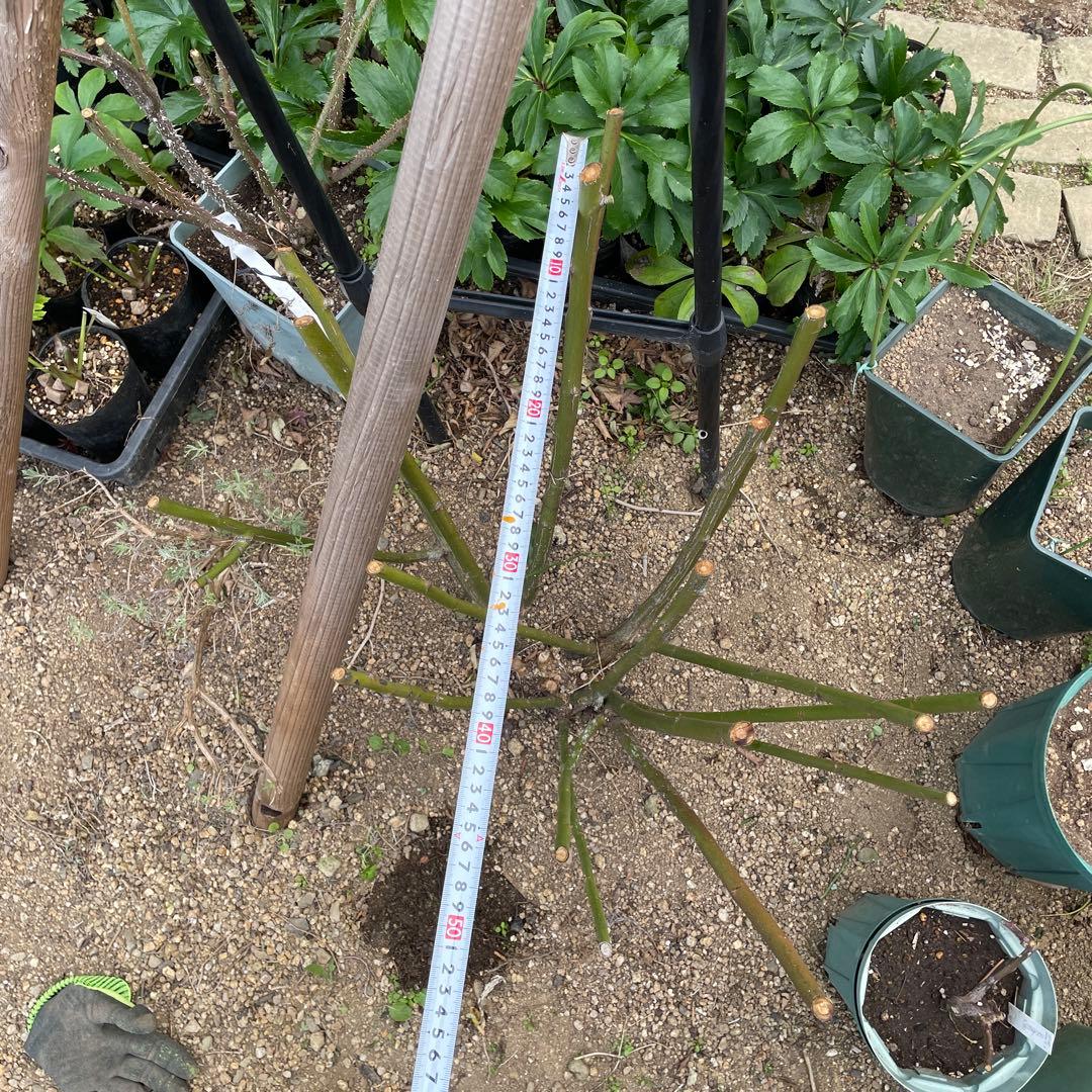 【ピューレッツァ】　苗　バラ