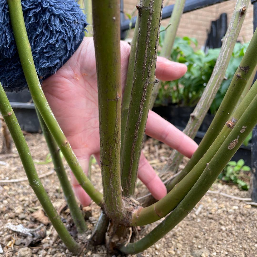 【ピューレッツァ】　苗　バラ