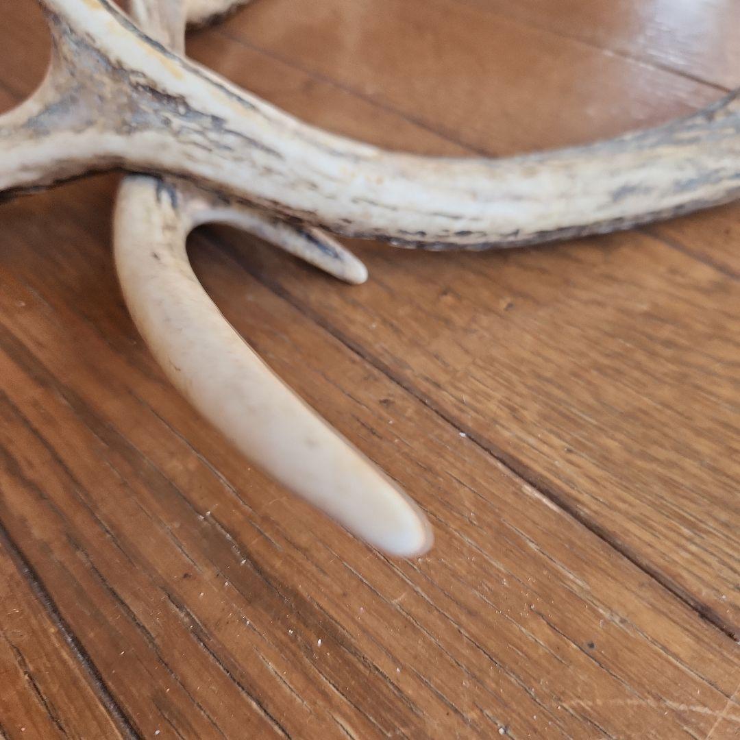 鹿の角 インテリア小物 自然な形状