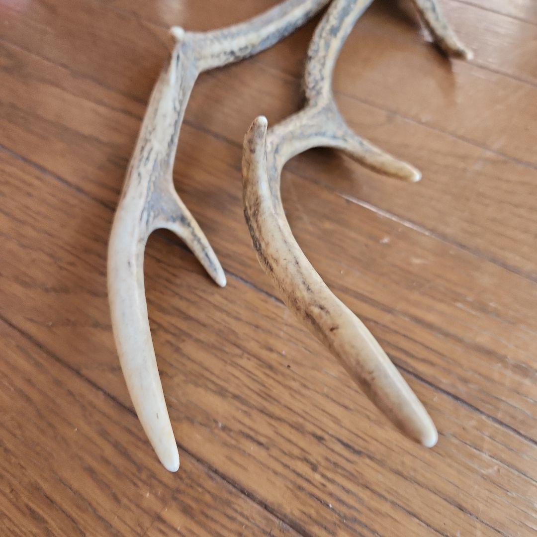 鹿の角 インテリア小物 自然な形状