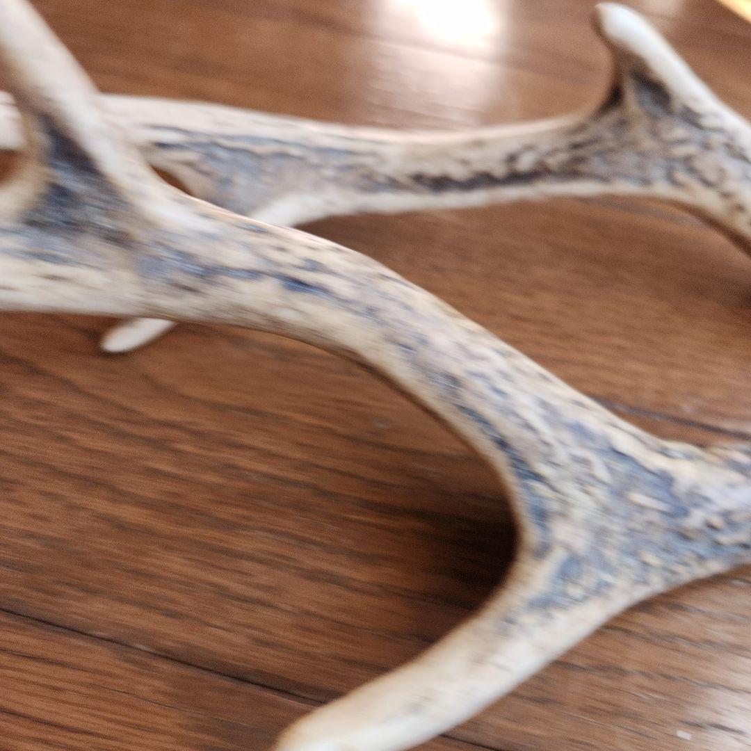 鹿の角 インテリア小物 自然な形状