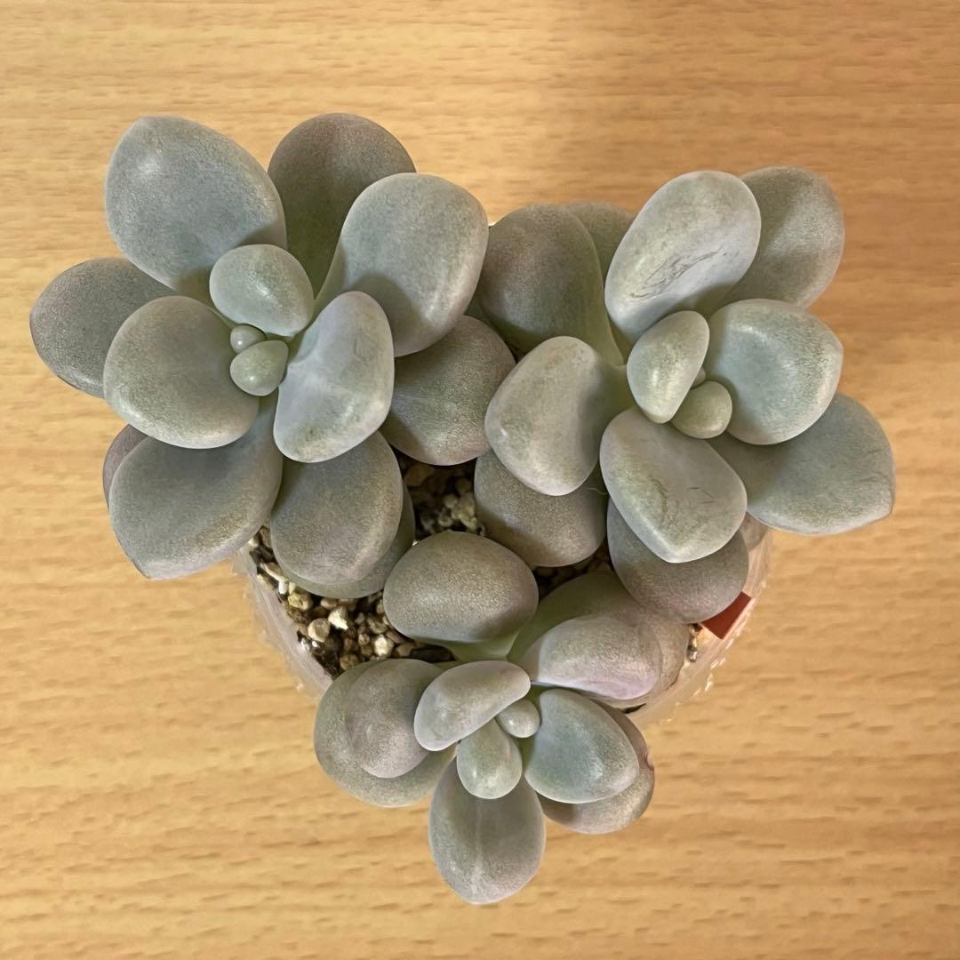 多肉植物 ビジュー パクさん - メルカリ