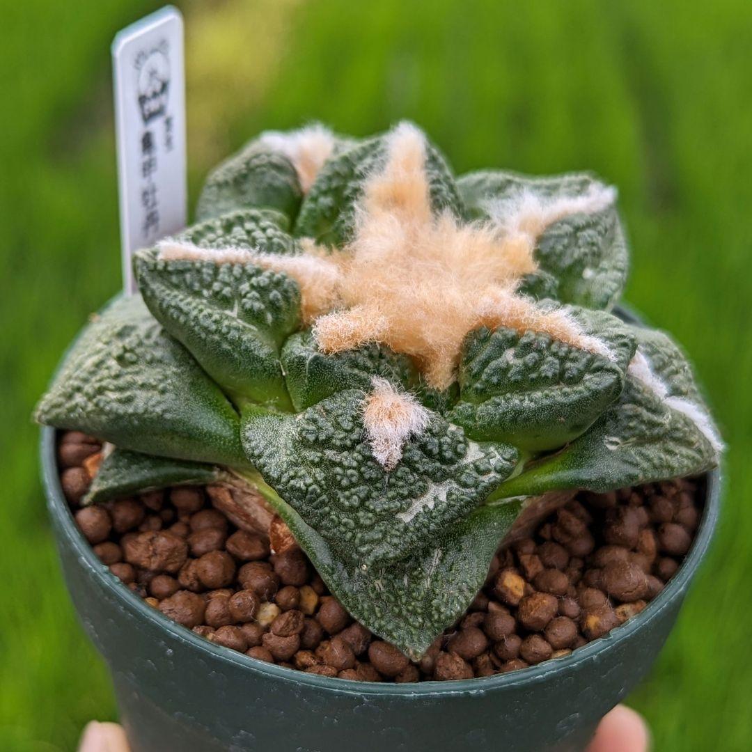 雨樋プランター幅90㌢タイプ AD-W90B 雨樋プランター 幅90㌢タイプ