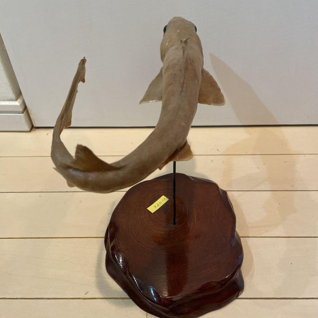 ★希少★ サメ(メジロザメ)の剥製