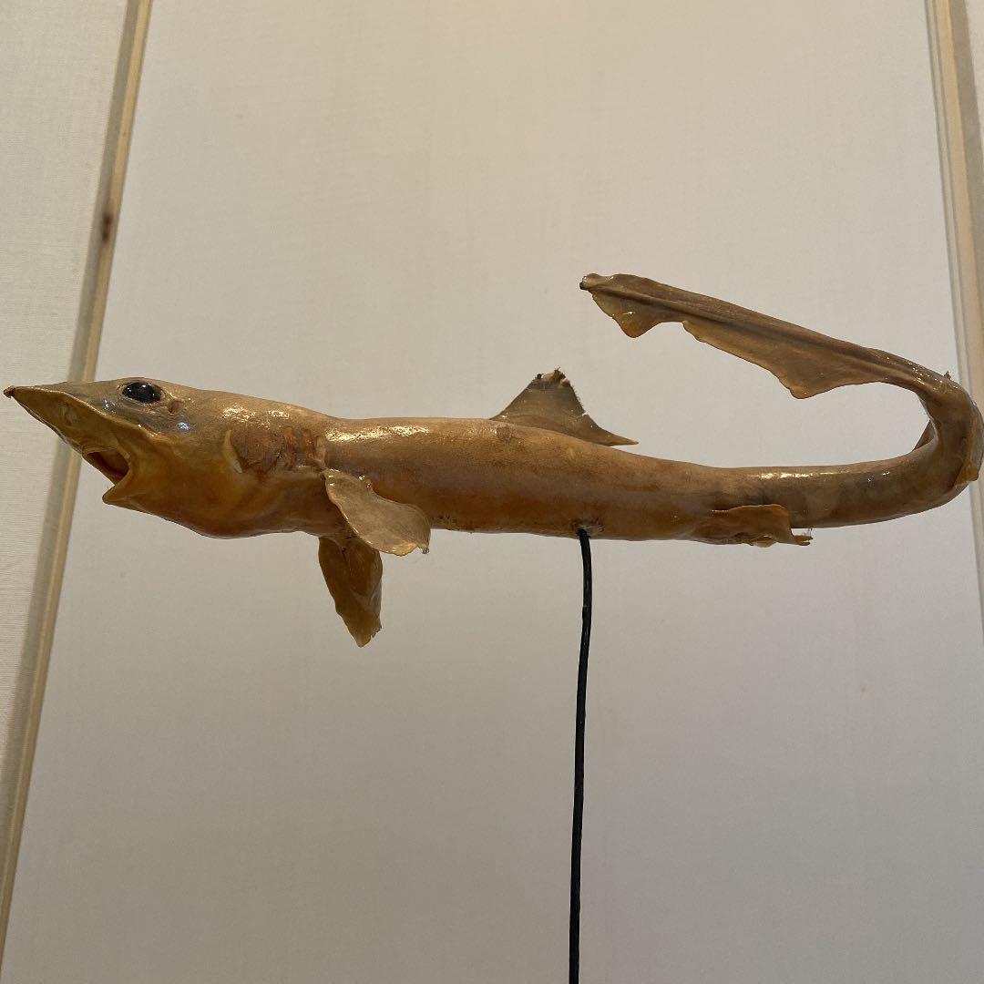 ★希少★ サメ(メジロザメ)の剥製