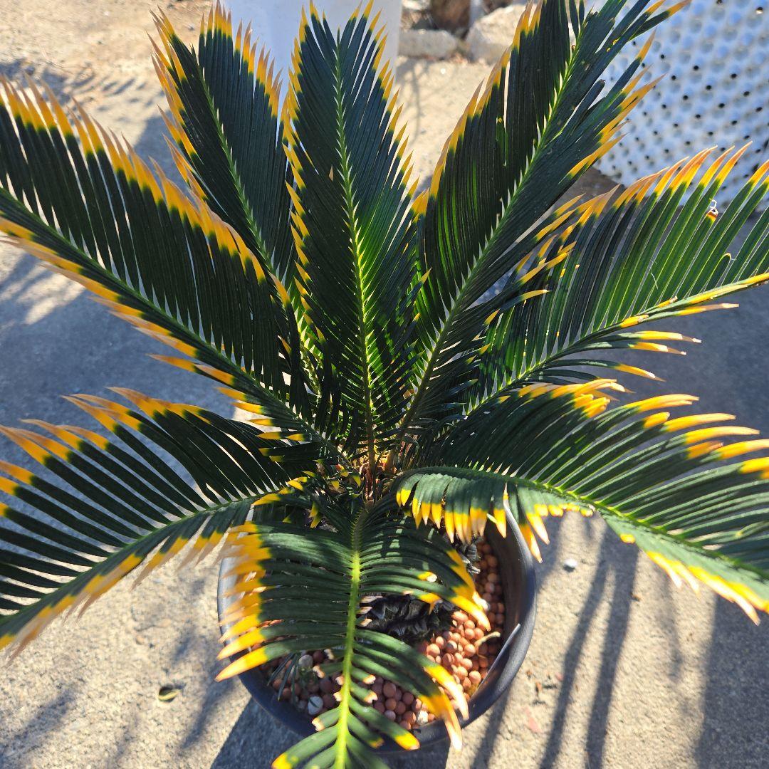 ⑯ 金環ソテツ 7号 最高等級極上品‼️ - メルカリ