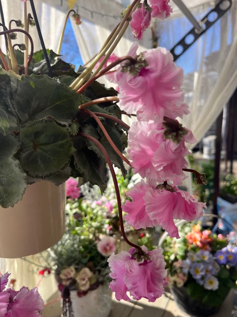 シクラメンフローエル(๑˃̵ᴗ˂̵)