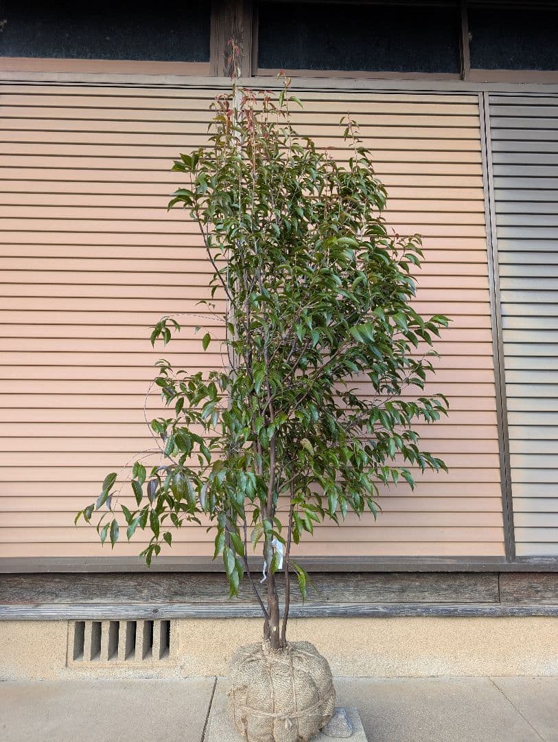 常緑エゴノキ（トキワエゴノキ）株立　約1.6m　①