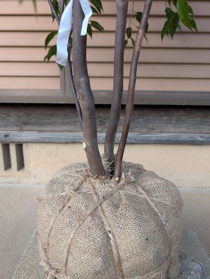 常緑エゴノキ（トキワエゴノキ）株立　約1.6m　①