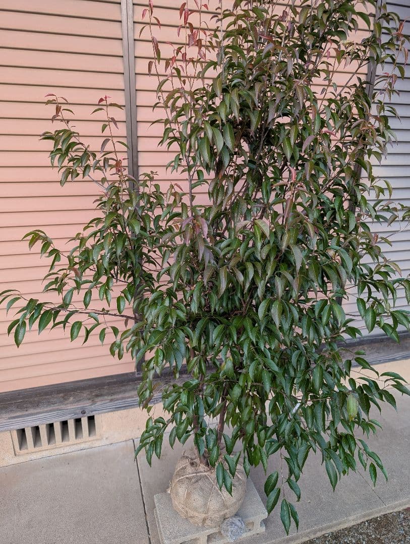 常緑エゴノキ（トキワエゴノキ）株立　約1.6m　①