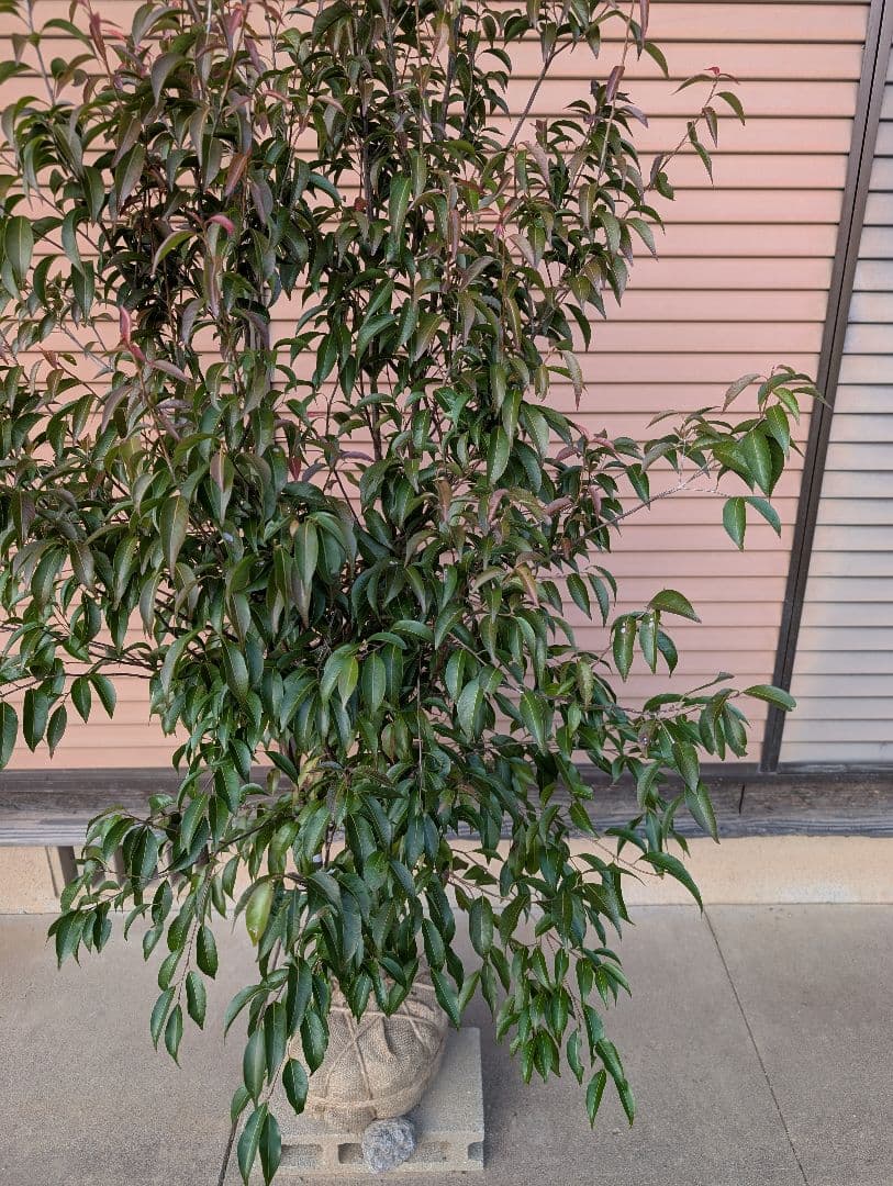 常緑エゴノキ（トキワエゴノキ）株立　約1.6m　①