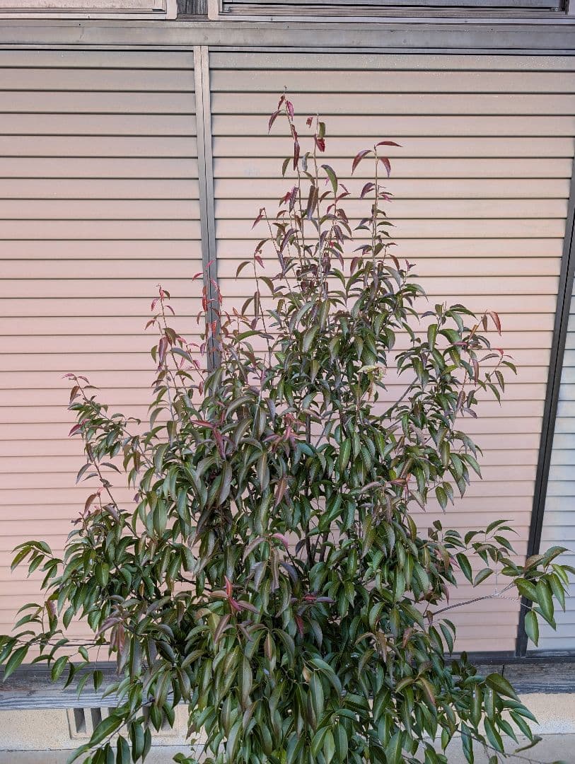 常緑エゴノキ（トキワエゴノキ）株立　約1.6m　①