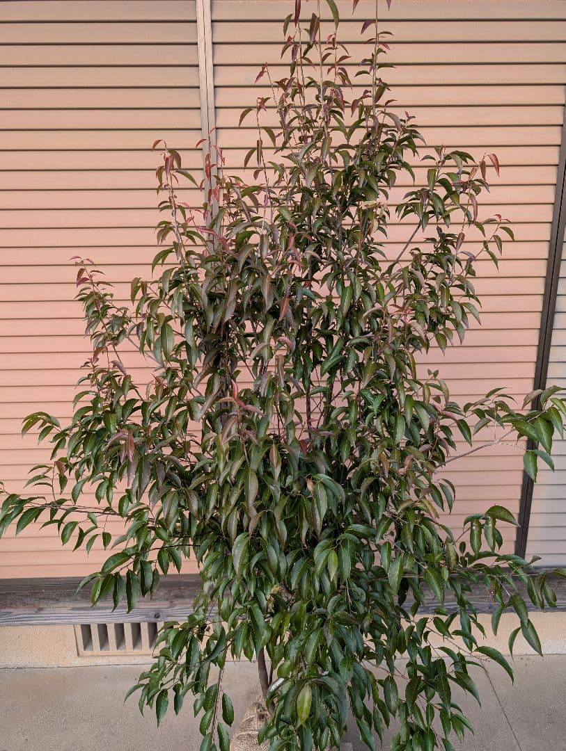 常緑エゴノキ（トキワエゴノキ）株立　約1.6m　①