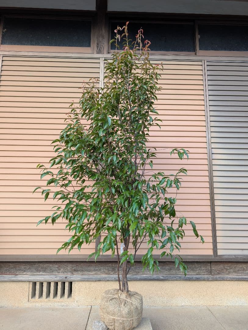 常緑エゴノキ（トキワエゴノキ）株立　約1.6m　①