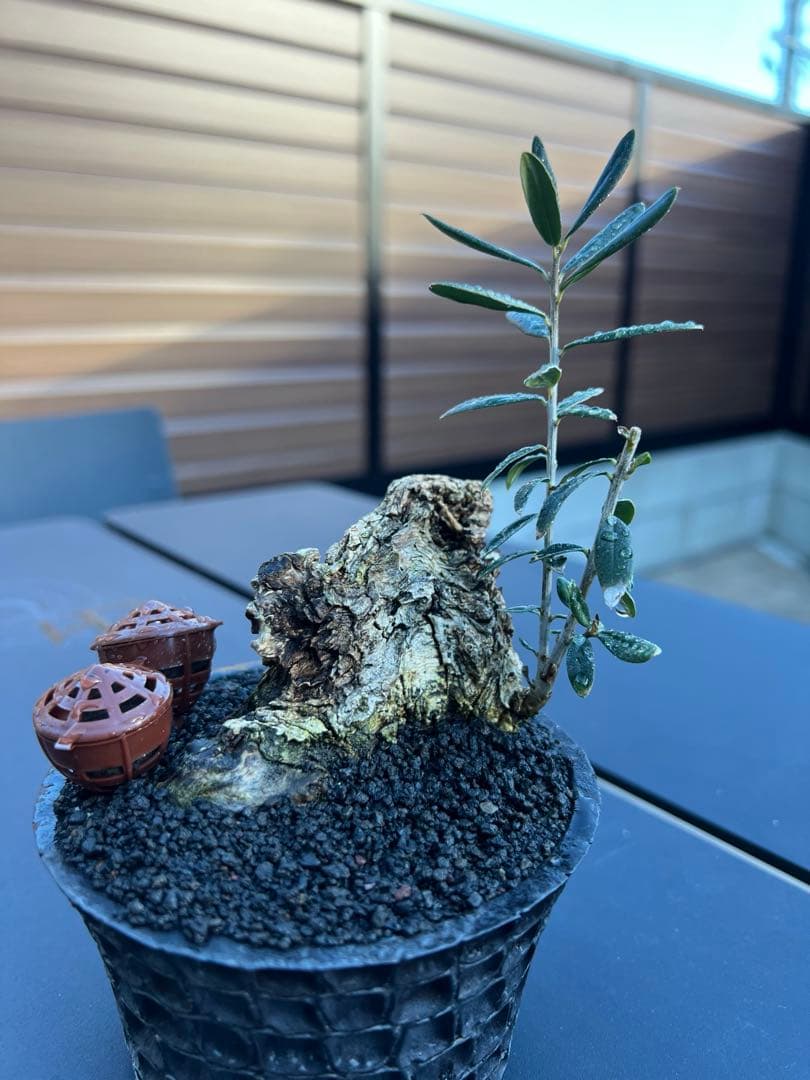 古木 オリーブ 盆栽 × earnest hearts 鉢
