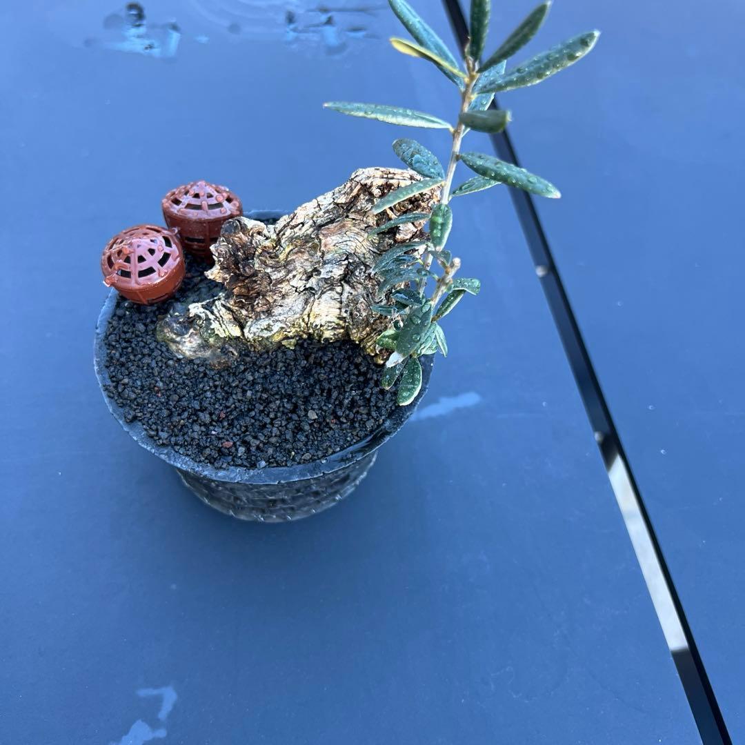 古木 オリーブ 盆栽 × earnest hearts 鉢