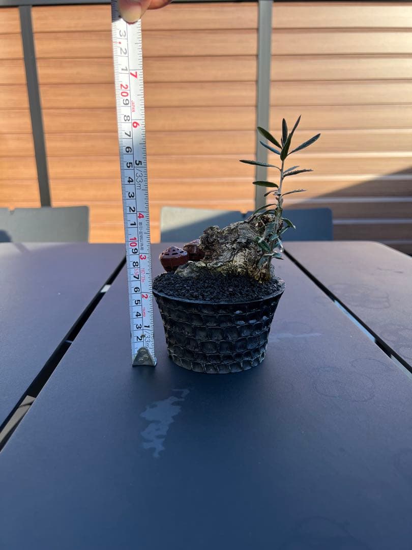 古木 オリーブ 盆栽 × earnest hearts 鉢