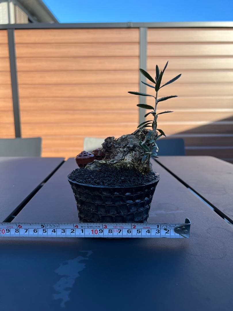 古木 オリーブ 盆栽 × earnest hearts 鉢