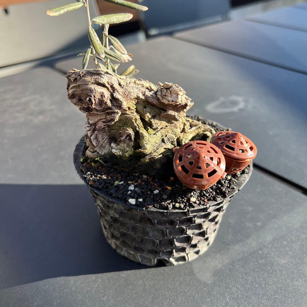 古木 オリーブ 盆栽 × earnest hearts 鉢