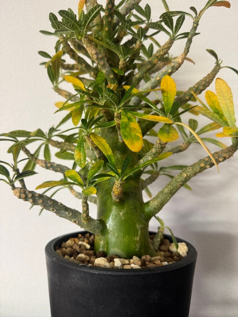 【大型】【良型】ドルステニアギガス 抜き苗発送