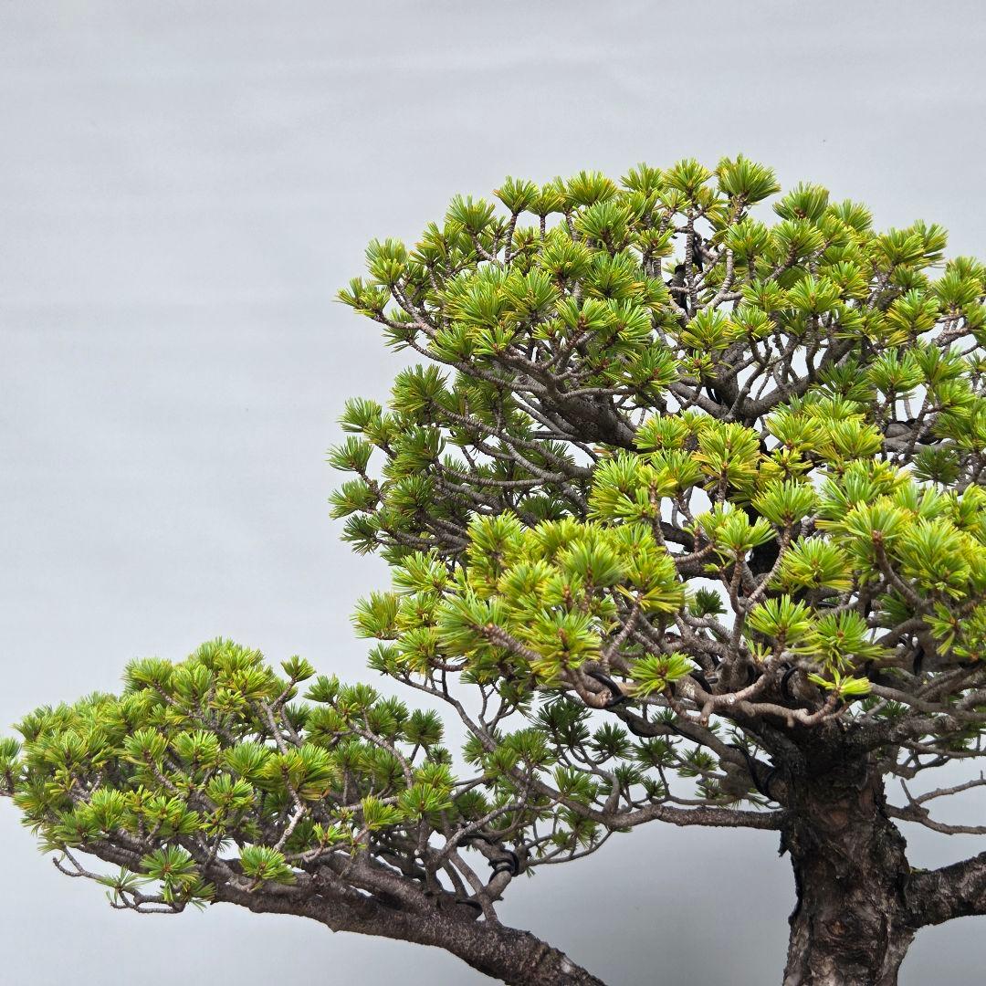 瑞祥　五葉松　(模様木)　大品盆栽