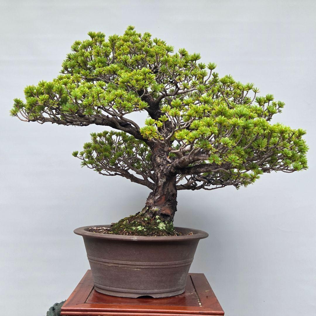 瑞祥　五葉松　(模様木)　大品盆栽