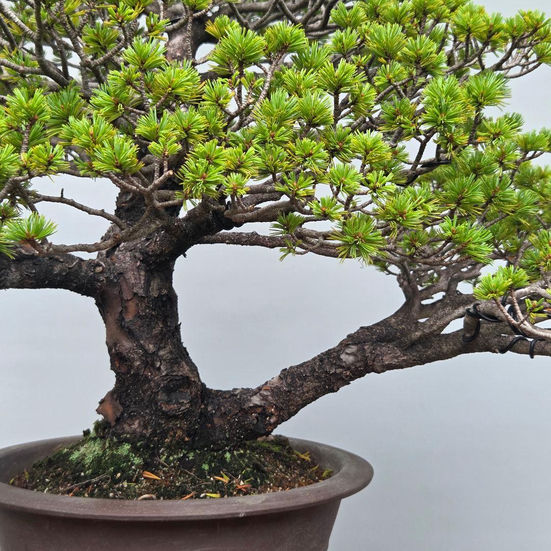 瑞祥　五葉松　(模様木)　大品盆栽