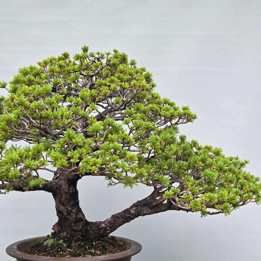 瑞祥　五葉松　(模様木)　大品盆栽