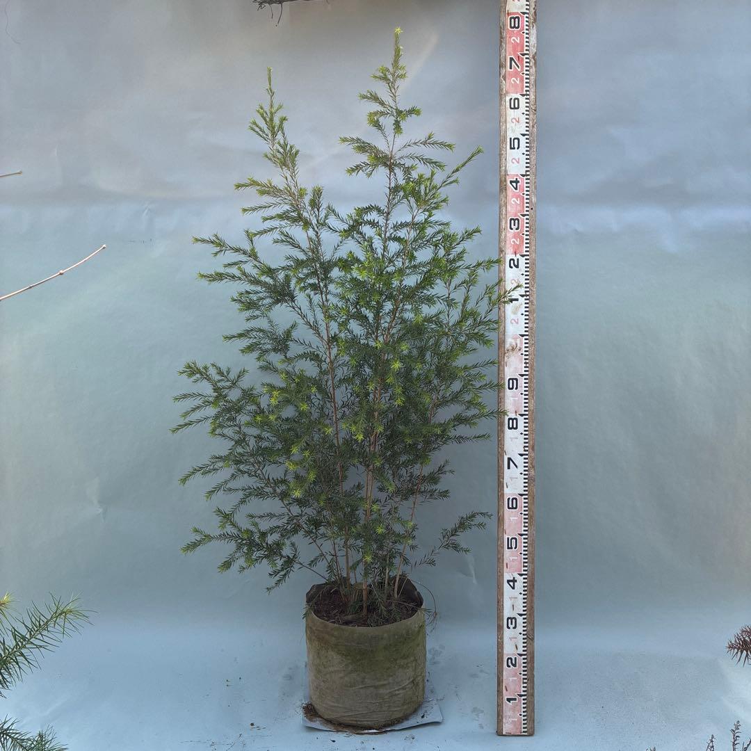 ブラックティーツリー ボリューム満点 本株立 - メルカリ