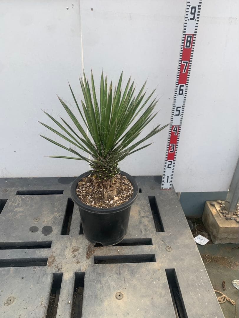 ユッカ　フィリフェラ