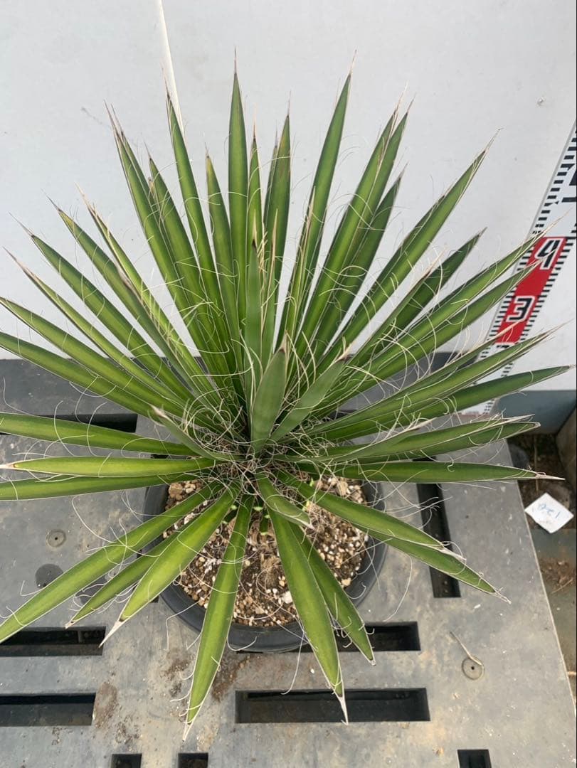 ユッカ　フィリフェラ