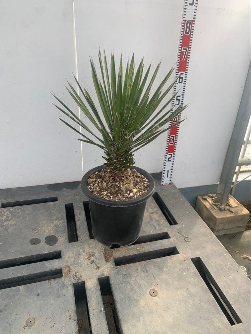 ユッカ　フィリフェラ