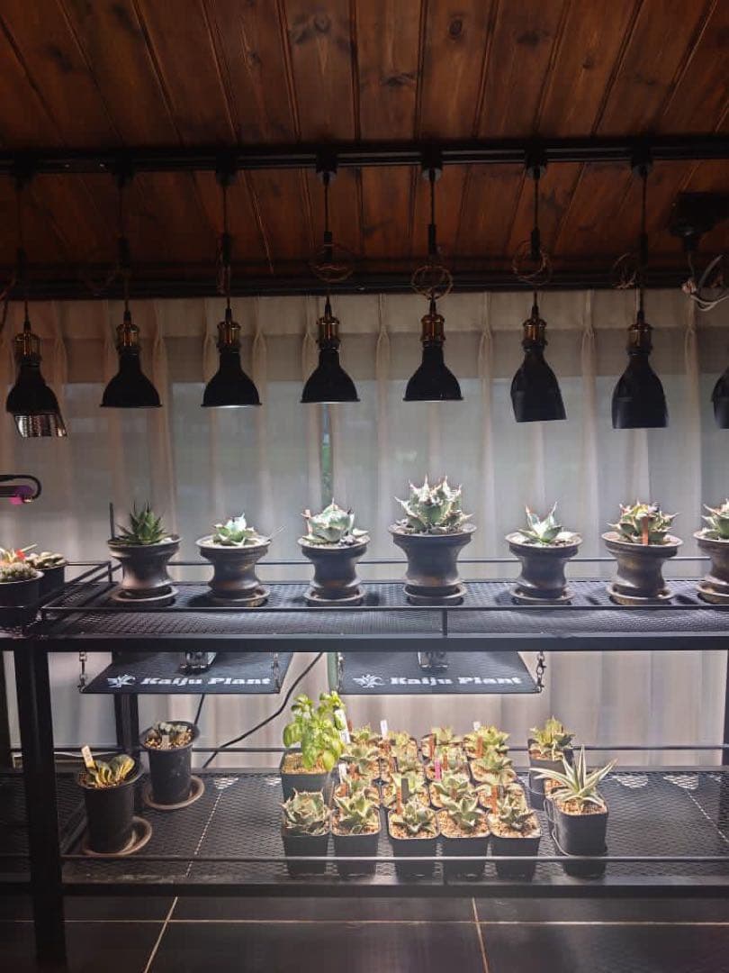 ☆送料込み☆アイアン植物棚　即購入OK ボタニカルシェルフ　アガベ　塊根　什器