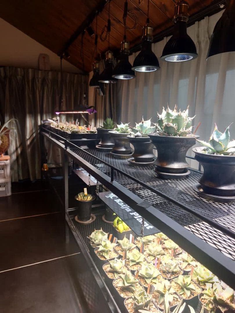 ☆送料込み☆アイアン植物棚　即購入OK ボタニカルシェルフ　アガベ　塊根　什器