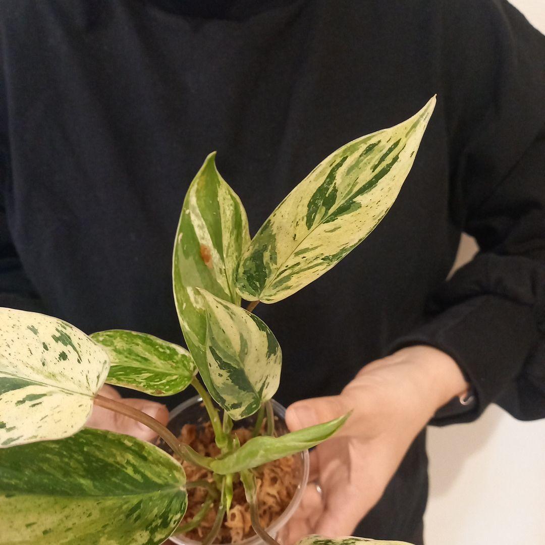 超希少 フィロデンドロン・エメラルドクイーン斑入 - メルカリ