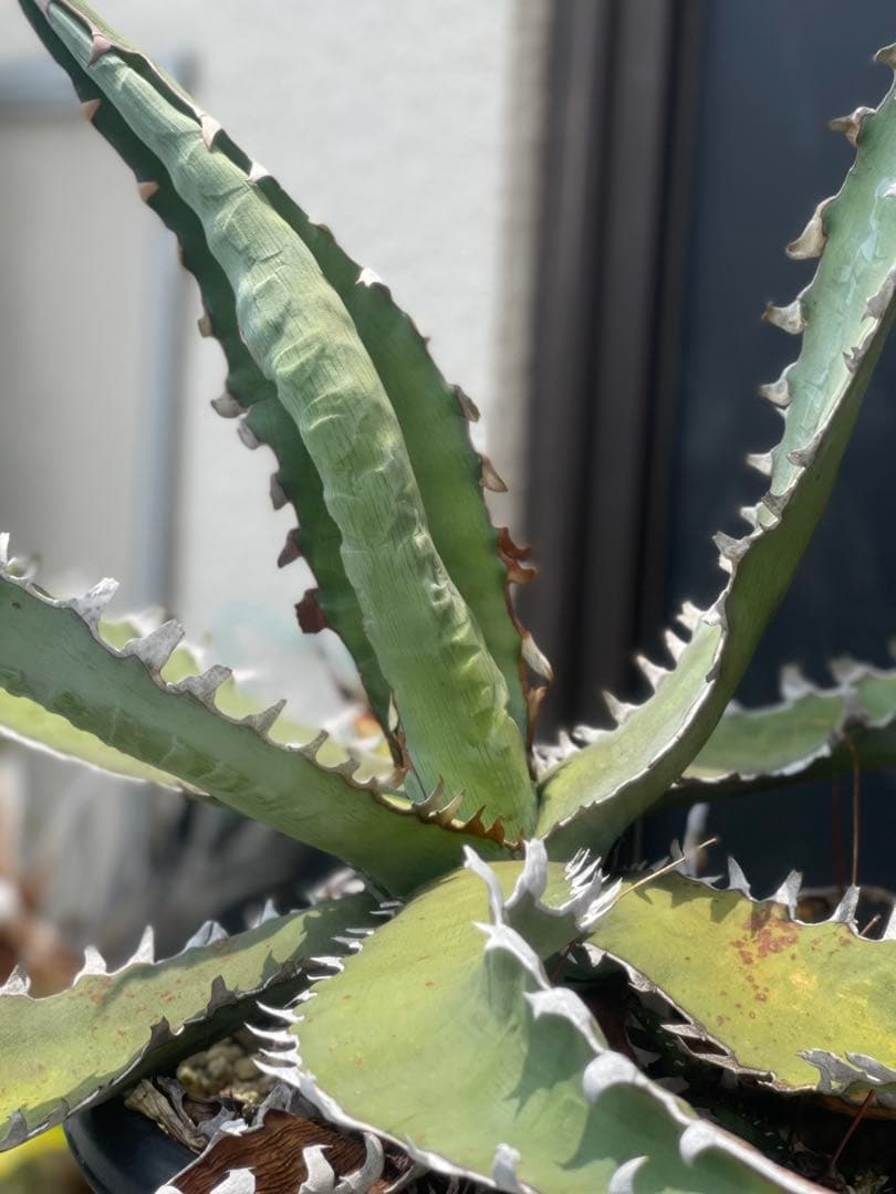 アガベ 選抜株 キシロナカンサ 酒呑童子 親株 グネグネ - メルカリ